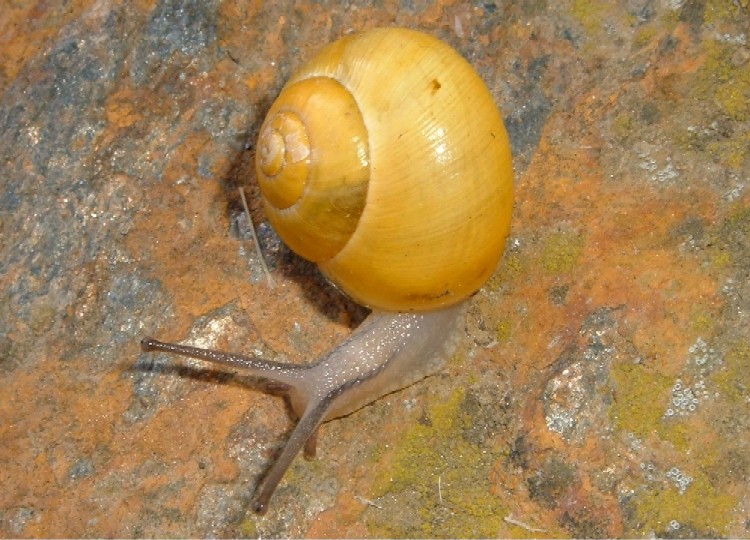 Chiocciolina gialla... ortense